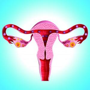 14926167 - ovary cut section isolated on blue