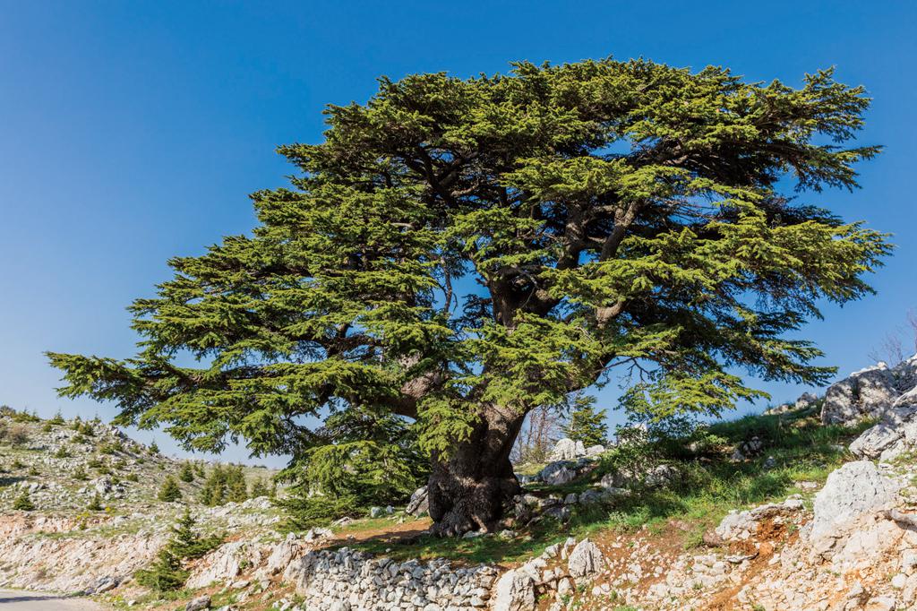 黎巴嫩的香柏木