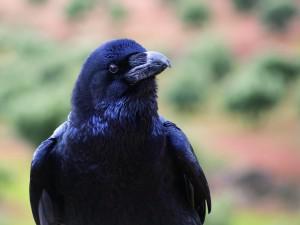 Common crow (Corvus corax) portrait