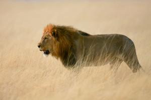 5768163 - male lion walking in the tall grass ; panthera leo