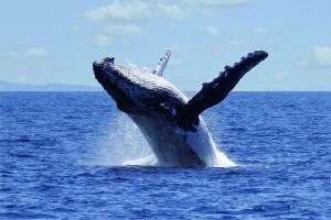 18538768 - humpback whale breaching off the coast of queensland