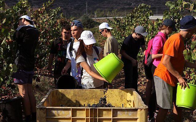 學生們在哈達薩梅爾菲敘雅青少年村的釀酒廠工作。（Courtesy Hadassah/David Silverman）