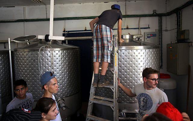 學生們在哈達薩梅爾菲敘雅青少年村的釀酒廠工作。（Courtesy Hadassah/David Silverman）