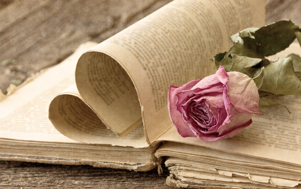 19668650 - dry rose on an old book in a vintage style