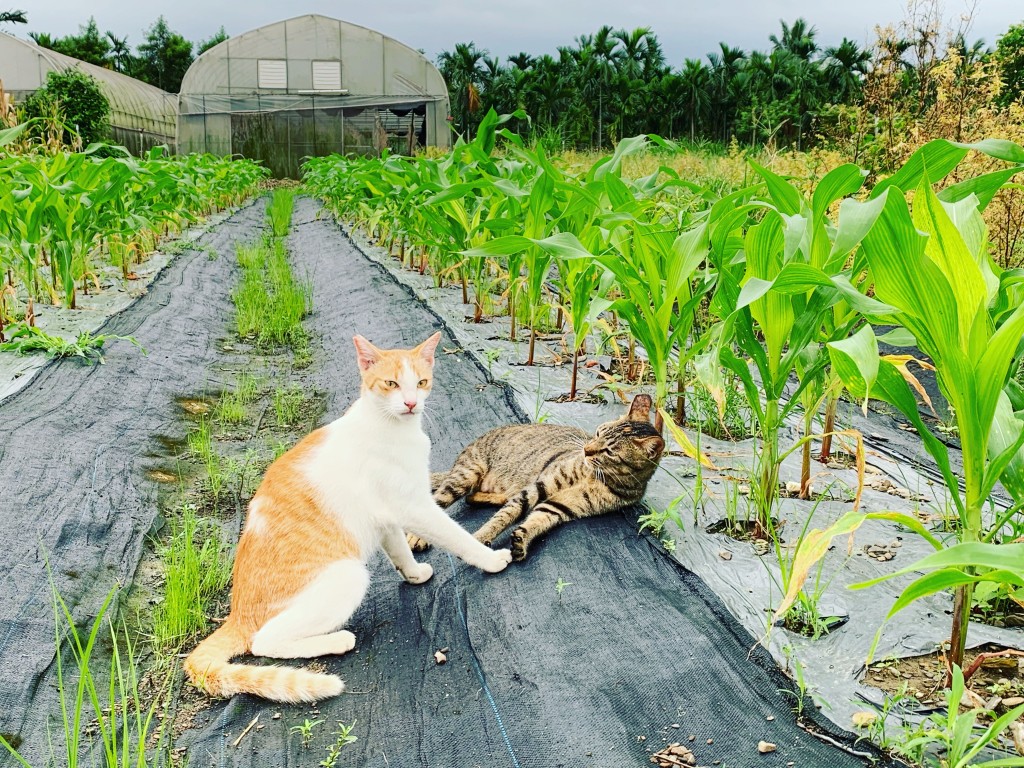 貓咪悠閒地在玉米田間玩耍