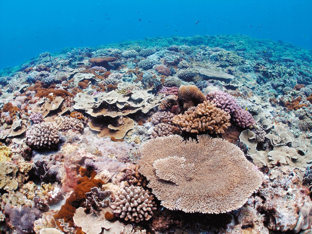 珊瑚礁生態系