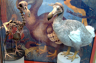 牛津大學自然史博物館中根據現代研究製作的渡渡鳥骨骼和實體模型 （圖片來源:wiki）