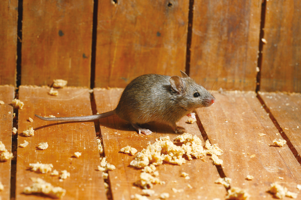 22762220 - house mouse, mus musculus, midlands, uk