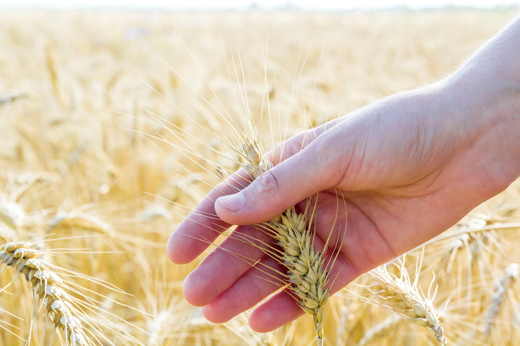 Wheat ears in woman's hand. Field on sunset or sunrise. Harvest