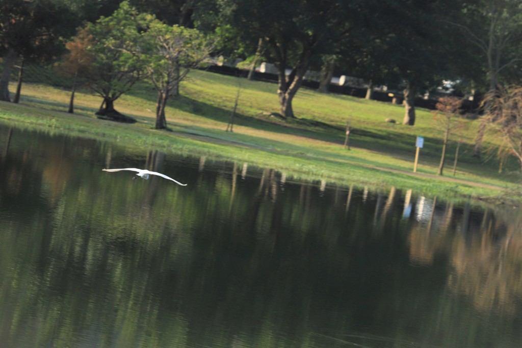 ↑鏡頭下飛過湖水的蒼鷺，油畫意境盎然。