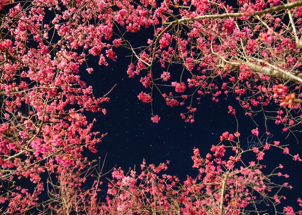 盛開的櫻花中仰望星空
