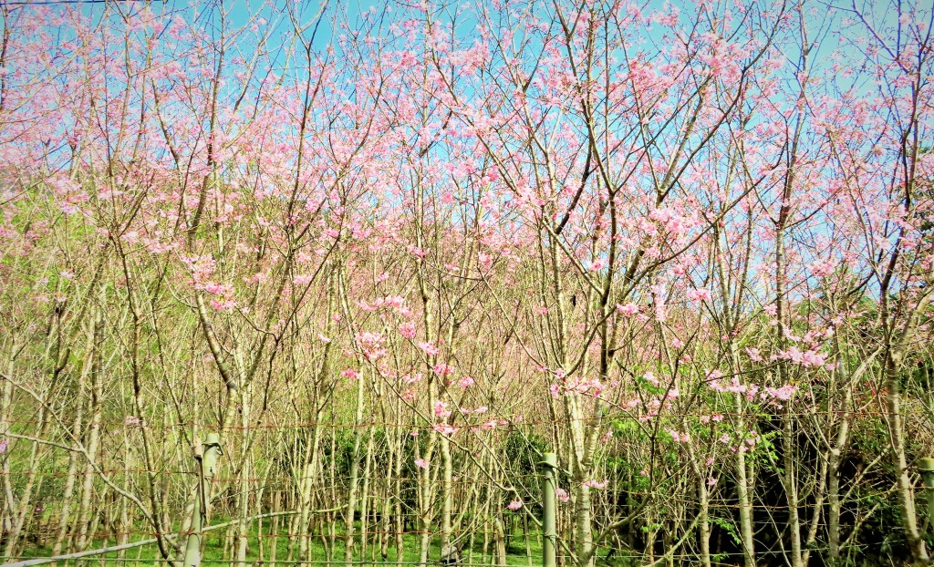 福山部落的櫻花林