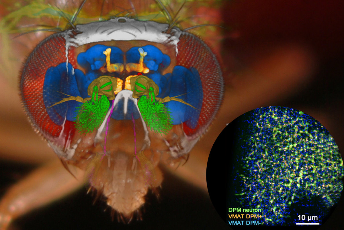 全球首張果蠅腦神經上單胺蛋白質分布超解析影像。(清華大學腦科學研究中心網站)