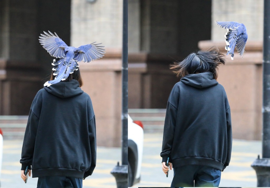 台灣藍鵲突然對學生「巴頭」(右)，或停在學生頭上。(中國文化大學臉書)