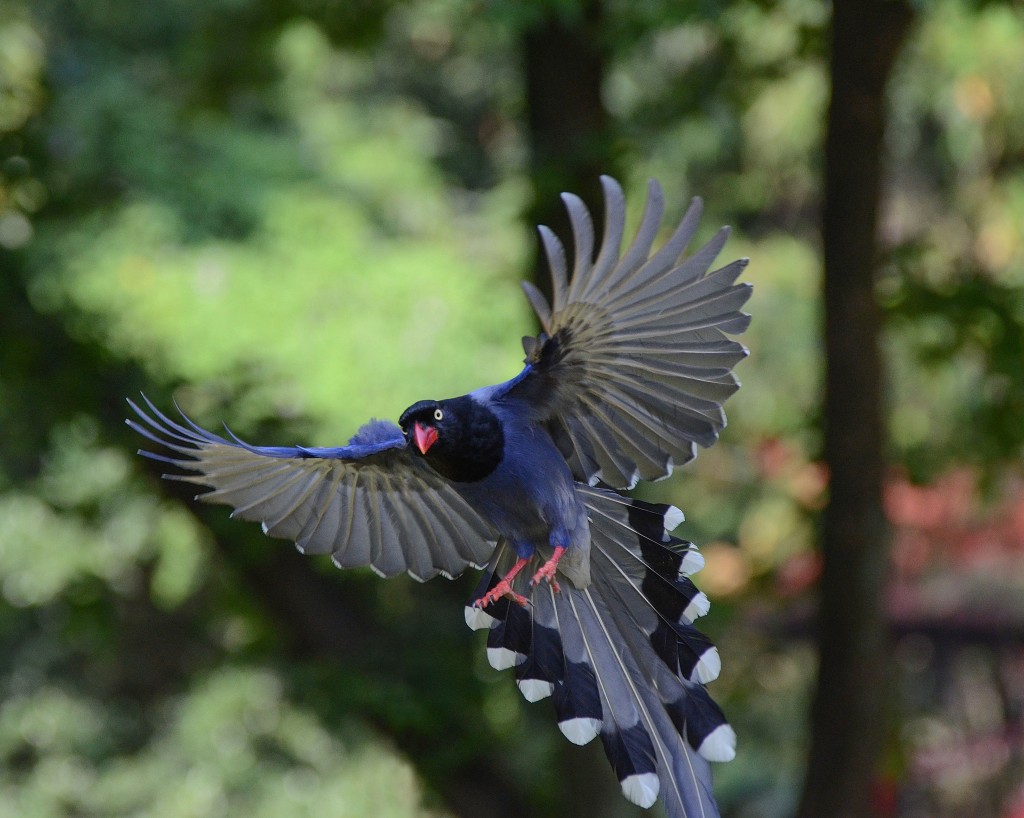藍鵲美麗的羽毛是台灣特有種(翁政鴻長老提供)